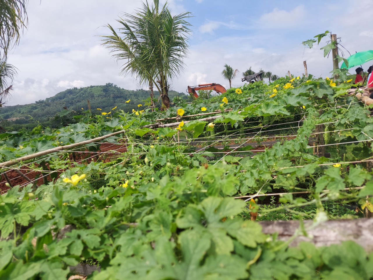 Đất vườn nghỉ dưỡng Định Quán ,Farmstay Định Quán Đồng Nai