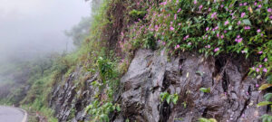 Đất nền phố núi Di Linh,Sốt đất Di Linh