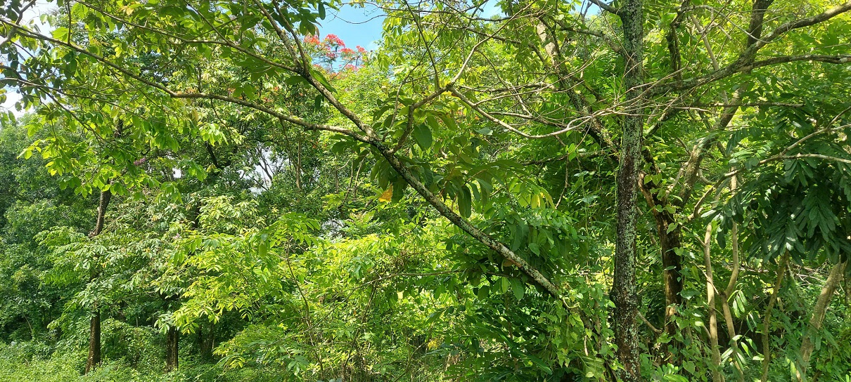Bán 3,3ha đất vườn Long Phước Quận 9: Mặt tiền đường 4 đã sang lấp bằng phẳng